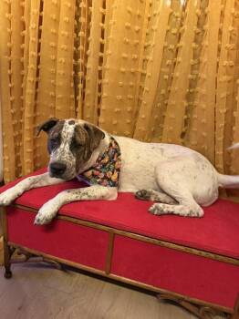 Mookie -  Australian Cattle Dog Blue Heeler Dog for Adoption in Austin, Texas - Mookie | PetCurious