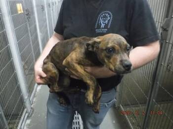 A612517 -  Pit Bull Terrier and Mixed Breed Dog for Adoption in Oroville, California - A612517 | PetCurious