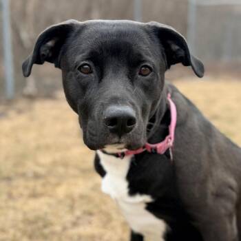 Pit Bull Terrier and Great Pyrenees Dogs Available for Adoption - Thena | PetCurious