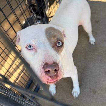 Joy -  Pit Bull Terrier Dog for Adoption in Lake Jackson, Texas - Joy | PetCurious
