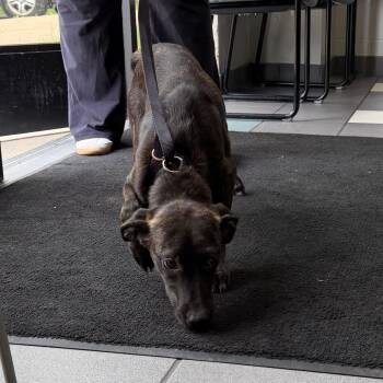 Captain -  Mixed Breed Dog for Adoption in Walker, Michigan - Captain | PetCurious