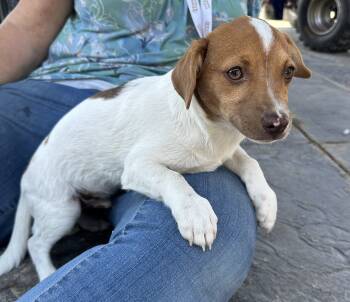 Rescue Maltese and Shih Tzu Dogs for Adoption in Madera, California - Spot | PetCurious