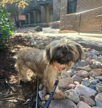 Soren -  Shih Tzu Dog for Adoption in Boulder, Colorado - Soren | PetCurious