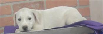 A2082463 -  Staffordshire Bull Terrier and Mixed Breed Dog for Adoption in Houston, Texas - A2082463 | PetCurious
