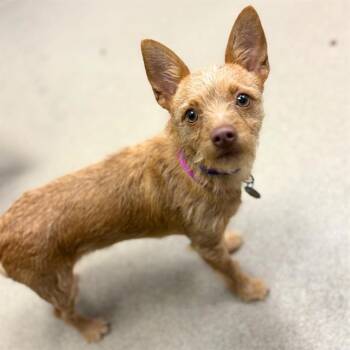 FIG -  Chihuahua and Mixed Breed Dog for Adoption in Aurora, Colorado - FIG | PetCurious