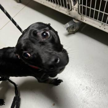 Olive -  Mixed Breed Dog for Adoption in Batavia, Ohio - Olive | PetCurious