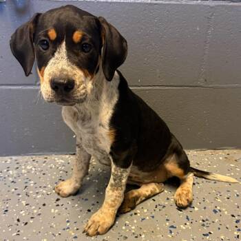 Capri -  Hound and Labrador Retriever Dog for Adoption in Tuscaloosa, Alabama - Capri | PetCurious