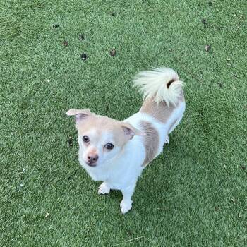 Chihuahua Dogs Available for Adoption - Bubba | PetCurious