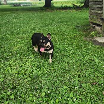 Roxy -  French Bulldog Dog for Adoption in Huber Heights, Ohio - Roxy | PetCurious