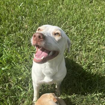 Lilah -  Yellow Labrador Retriever Dog for Adoption in Spring, Texas - Lilah | PetCurious