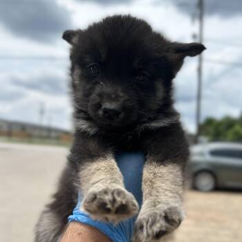 Chippy Dippy Dopey Duck -  Husky Dog for Adoption in Columbia, South Carolina - Chippy Dippy Dopey Duck | PetCurious