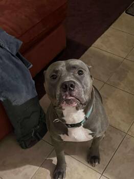 Rescue Pit Bull Terrier and American Bully Dogs for Adoption in Providence Forge, Virginia - Crue | PetCurious