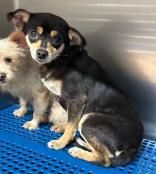 Chihuahua Dogs Available for Adoption - Selena | PetCurious