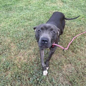 Deputy -  Mixed Breed Dog for Adoption in Greenville, South Carolina - Deputy | PetCurious