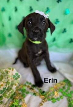 Golden Retriever and Labrador Retriever Dogs Available for Adoption - Lucky Charms :  Erin | PetCurious
