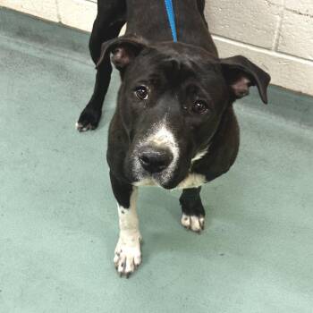 Mixed Breed Dogs Available for Adoption in Memphis, Tennessee - Petunia | PetCurious