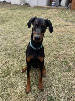 Rescue Doberman Pinscher Dogs for Adoption in Honey Brook, Pennsylvania - Dutch | PetCurious