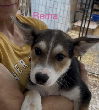 Rema -  German Shepherd Dog and Siberian Husky Dog for Adoption in Texarkana, Texas - Rema | PetCurious