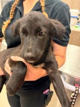 MARIGOLD -  German Shepherd Dog and Mixed Breed Dog for Adoption in Baytown, Texas - MARIGOLD | PetCurious