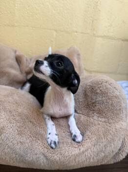 Arnette -  Cairn Terrier Dog for Adoption in Laguna Beach, California - Arnette | PetCurious