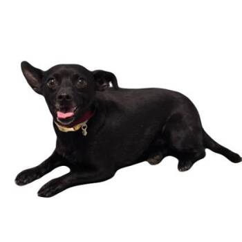 Olive -  Chihuahua Dog for Adoption in Red Bluff, California - Olive | PetCurious