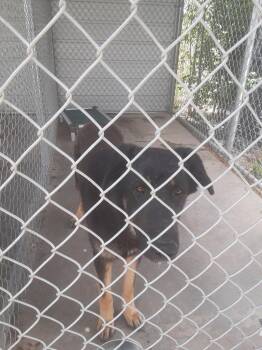 Sambar -  German Shepherd Dog Dog for Adoption in Chino Valley, Arizona - Sambar | PetCurious