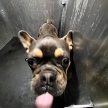 French Bulldog Dogs Available for Adoption in San Antonio, Texas - PRINCESS | PetCurious