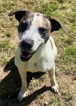 BESS -  Labrador Retriever and Hound Dog for Adoption in Little Rock, Arkansas - BESS | PetCurious