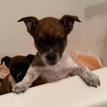 Bartoli -  Boston Terrier and Cattle Dog Dog for Adoption in Normal, Illinois - Bartoli | PetCurious