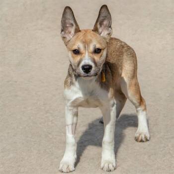 ACADIA -  Siberian Husky and German Shepherd Dog Dog for Adoption in St. Louis, Missouri - ACADIA | PetCurious