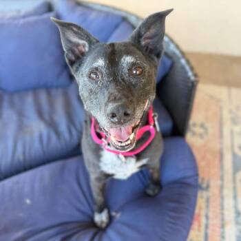 Katie Kiwi -  Black Labrador Retriever Dog for Adoption in Ramona, California - Katie Kiwi | PetCurious