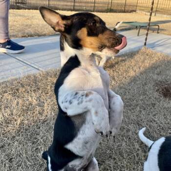 Corgi and Jack Russell Terrier Dogs Available for Adoption - Happy | PetCurious