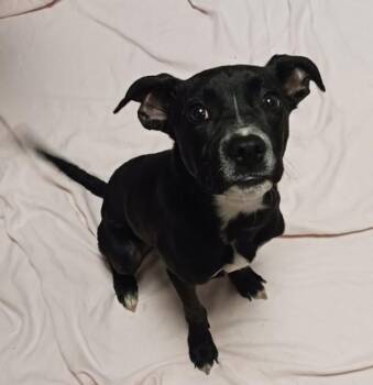 Jax -  Pit Bull Terrier Dog for Adoption in Oakland, California - Jax | PetCurious