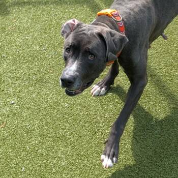 Dogo Argentino Dogs Available for Adoption in Lakeland, Florida - Brie | PetCurious
