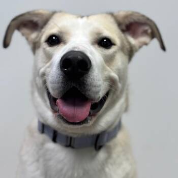 Shepherd and Mixed Breed Dogs Available for Adoption in Columbia, Missouri - Lady April | PetCurious