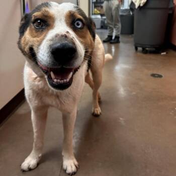 Squire -  Cattle Dog and Mixed Breed Dog for Adoption in Flagstaff, Arizona - Squire | PetCurious