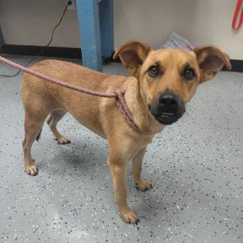 Bella -  Black Mouth Cur Dog for Adoption in New Tazewell, Tennessee - Bella | PetCurious