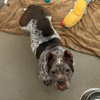 Pit Bull Terrier Dogs Available for Adoption in South Elgin, Illinois - Butterfly | PetCurious