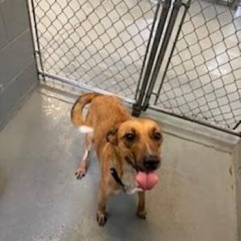 Rescue Mixed Breed Dogs for Adoption in Columbus, Mississippi - HEY GIRL | PetCurious