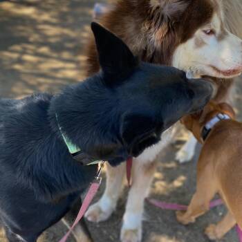 Nooooodle -  German Shepherd Dog Dog Available for Adoption in San Jacinto, California - Nooooodle | PetCurious