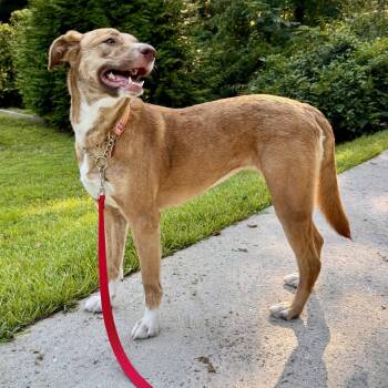 Regina (Courtesy Post) -  Hound Dog for Adoption in Cedar Mountain, North Carolina - Regina (Courtesy Post) | PetCurious