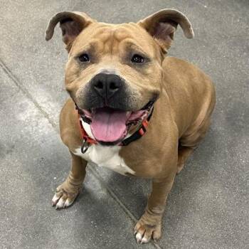 Mixed Breed Dogs Available for Adoption - Celeste | PetCurious