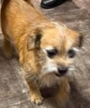 Terrier Dogs Available for Adoption - NICKEL | PetCurious