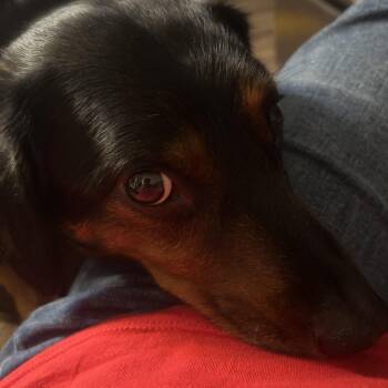 Roscoe. Test dog -  Dachshund and Corgi Dog for Adoption in Union Grove, Wisconsin - Roscoe. Test Dog | PetCurious