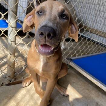 Rescue Hound Dogs for Adoption in Parrish, Alabama - Lyla | PetCurious