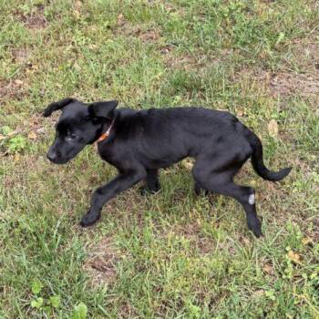 Black Labrador Retriever Dogs Available for Adoption in Christiansburg, Virginia - Benson | PetCurious