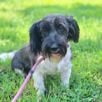 Pippa -  Aussiedoodle Dog for Adoption in Tylertown, Mississippi - Pippa | PetCurious