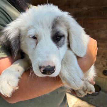 BIGHORN -  Great Pyrenees and Mixed Breed Dog for Adoption in Richmond, California - BIGHORN | PetCurious