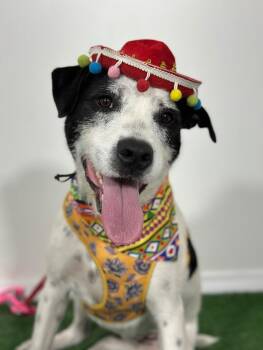 Rescue Parson Russell Terrier and Labrador Retriever Dogs for Adoption in Carlsbad, California - Peaches | PetCurious