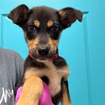 Dana Sue -  Hound Dog for Adoption in Columbus, Georgia - Dana Sue | PetCurious